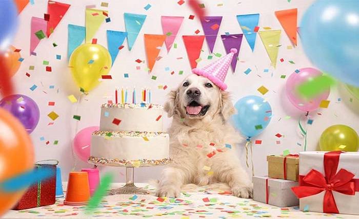 5 Tips to Plan a Dog Worthy Birthday Celebration
